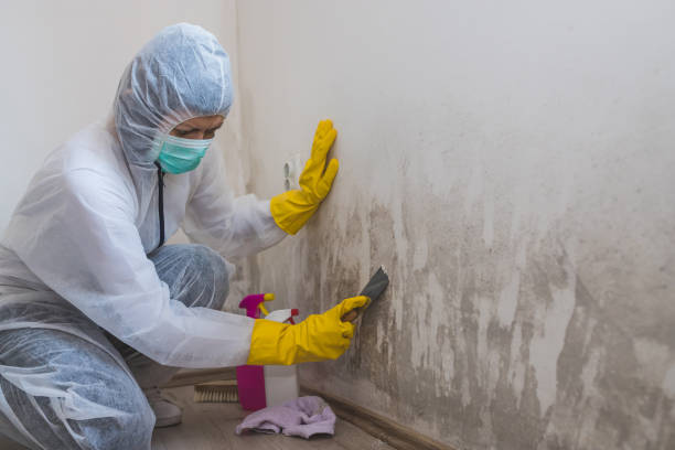 Home Mold Removal in Lakewood Ranch, FL